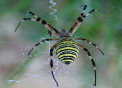Яркий и опасный: паук-оса замечен в Волжском
