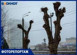 На центральной улице Волжского вандалы обрезали деревья: фоторепортаж
