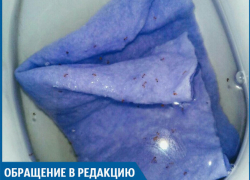 Нашу квартиру атаковали полчища муравьев, - волжанин