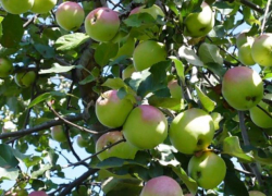 Волгоградец разбился насмерть, упав с фруктового дерева 