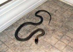 В центре Волгограда змея заползла в многоквартирный дом