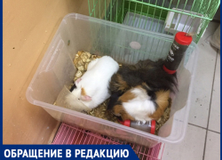 "Животных содержат в ужасных условиях", - волжанка