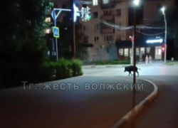 Дикий кабан два дня гуляет по Волжскому
