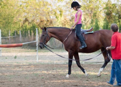 10-летняя девочка повредила позвоночник при падении с лошади в конюшне университета в Волгограде 