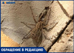 Волосатый паук размером с ладонь обнаружился в жилом доме Волжского: фото
