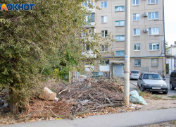 Спиленные ветки вне закона: в Волжском будут наказывать УК за свалки из сухостоя
