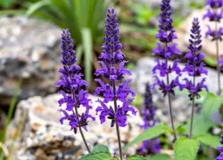 В Волжском жителям грозят штрафы за шалфей 