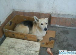 В Волжском Хатико неделю ждал умершего хозяина на месте его смерти