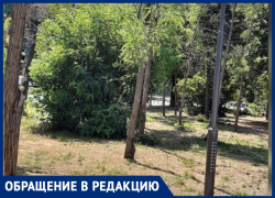 Поливают все, кроме растений: на неправильную систему полива в сквере жалуются жители Волжского