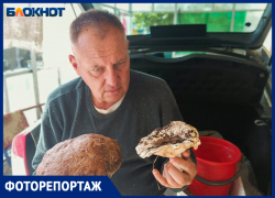 «Тихая охота» в окрестностях Волжского. Где найти грибы-гиганты
