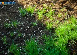 На покос травы в Волжском выделили 5 миллионов рублей