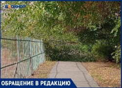 Поваленное дерево уже 3 дня не могут убрать с пешеходной дорожки в Волжском