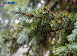 В первый день ноября в Волжском зарядит дождь: прогноз