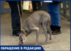 Волжане бьют тревогу из-за брошенной у магазина обездвиженной собаки