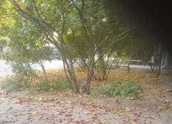 «Цены на ЖКХ повысили, а дворников нет»: жительница Волжского пожаловалась на уборку