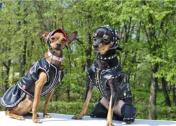 "Рок в защиту животных" прозвучит над Ахтубой