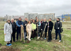 В Волжском высадили 100 молодых тополей Болле в парке  «Новый город»