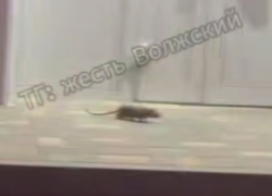 Волжский захлестнуло нашествие крыс