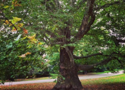 Волжан приглашают поддержать Россию в международном конкурсе