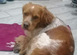 «Он очень добренький и совсем один»: в Волжском ищут сбежавшего пса Тимошку, которому нужна помощь