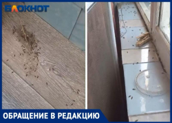 «В СССР такого не было»: волжане жалуются на жуков, залетевших в квартиры