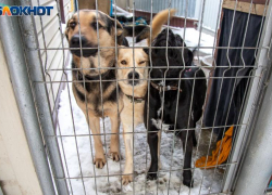 Волжанам рассказали, как защититься от бешенства