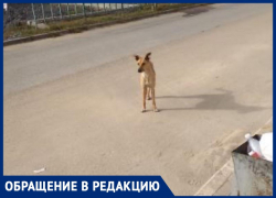 Бродячая собака напала на жительницу Волжского и укусила за ногу