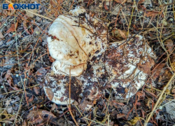 Корреспондент «Блокнот Волжский» раскрыл секретные грибные места