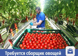 Крупная фирма ищет сборщика овощей в Волжском
