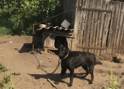 Годовалого ребенка загрызла собака