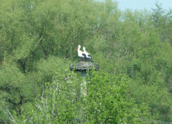 Краснокнижные белые аисты начали гнездиться в Волгоградской области
