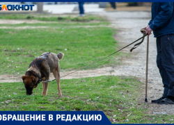«Город принадлежит всем»: волжанка Алена попросила владельцев собак соблюдать правила выгула