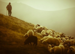 Под Волгоградом пастух решил изнасиловать девушку за отказ выйти за него замуж