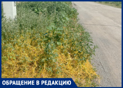 Переносчик вирусов заполонил улицы Волжского: жители бьют тревогу