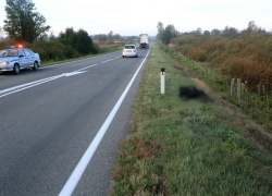 В Средней Ахтубе неизвестный водитель переехал пешехода и скрылся