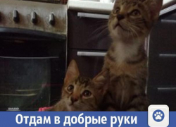 Ласковые и умные котята ищут дом в Волжском