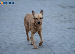 Бездействие властей Волгоградской области привело к нашествию собак: прокуратура требует от глав муниципалитетов заняться отловом