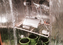 Волгоградец бережно выращивал коноплю в собственном шкафу