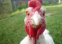 В Новом Рогачике неизвестные устроили пожар на птицефабрике