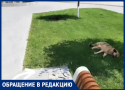 Собаки напали на женщину во время тренировки в центре Волжского