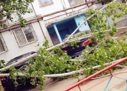 Шквалистый ветер валит в Волжском деревья и остановки