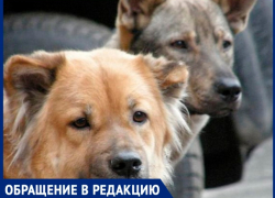 "На О. Зеленом бегает стая собак, за детей страшно",- волжанка
