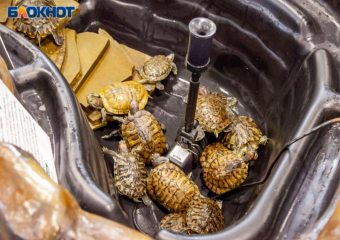 Красноухие хищники могут обглодать палец волжанам