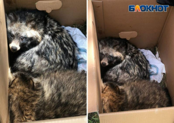 В окрестностях Волжского выпустили еноток после реабилитации: видео