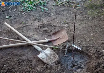 В лесах Волгоградской области высадили миллионы деревьев
