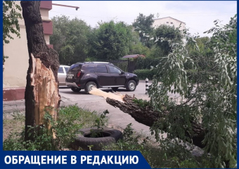 Дерево упало на жилой дом: в комбинате благоустройства Волжского отказались принимать вызов