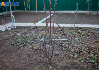 14 важных дел в саду в марте: план весенних работ для волжан