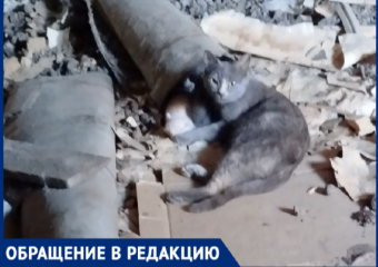 Писк о помощи: котенок четвертые сутки замурован в подвале дома в Волжском