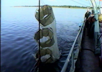 Сохранился ли естественный нерест волжских осетровых? Что известно и какие перспективы