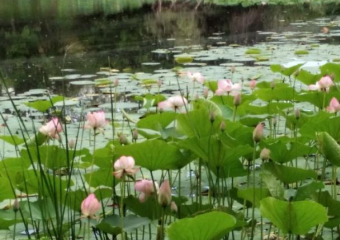 В окрестностях Волжского зацвели лотосы